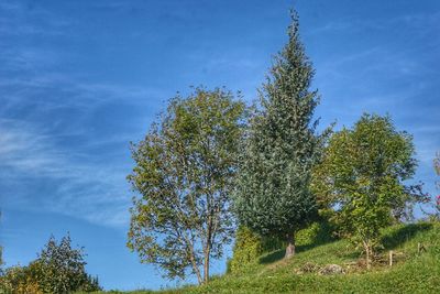 Low angle view of trees against sky