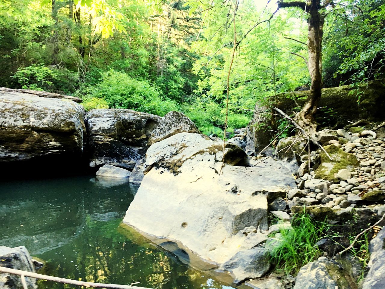 water, tree, forest, stream, rock - object, nature, tranquility, green color, beauty in nature, growth, scenics, plant, tranquil scene, river, flowing water, flowing, day, outdoors, lush foliage, rock, idyllic, no people, green, non-urban scene, non urban scene, remote