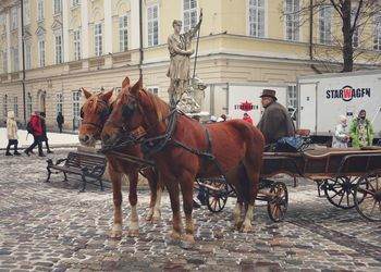 Horses standing in a street