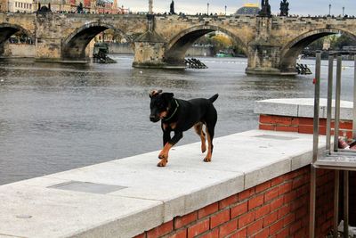 Dog on bridge over river