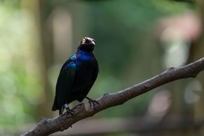 Close-up of bird perching on branch