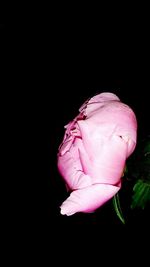 Close-up of pink rose against black background