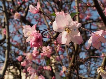 Pink flowers blooming on tree