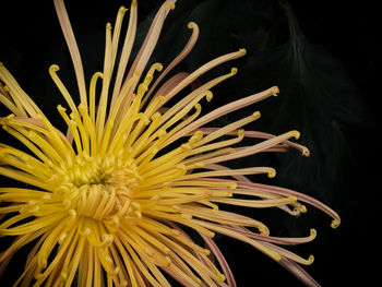 Close-up of yellow coral in sea