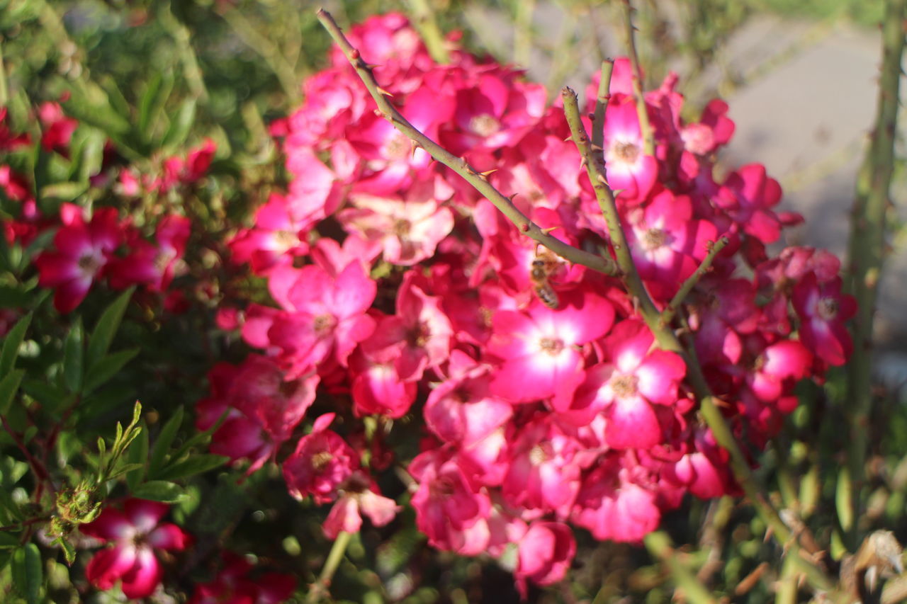 CLOSE-UP OF PINK BLOSSOM