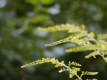 Close-up of flowering plant