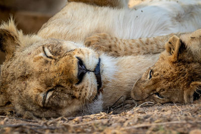 Lioness in zoo