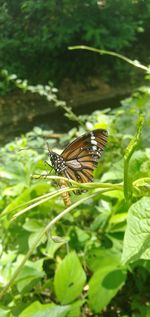 Close-up of butterfly on leaf