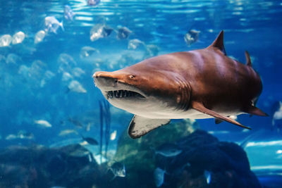 Giant scary shark under water in aquarium. sea ocean marine wildlife predator dangerous animal 
