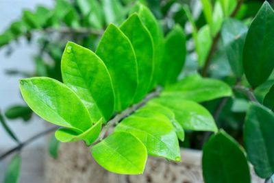 Close-up of green leaves