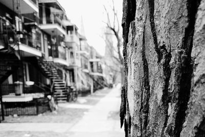 Close-up of tree bark with buildings in background