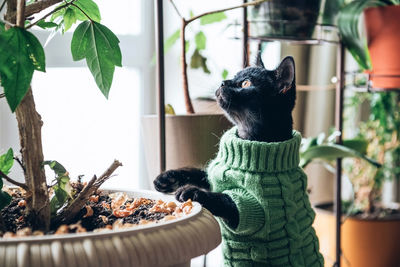 Cat in sweater looking at potted plant at home