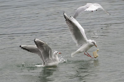 Seagulls flying over lake