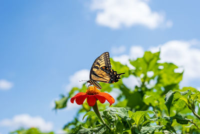 Close-up of butterfly on flower