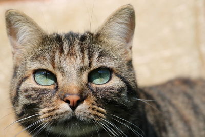 Close-up portrait of a cat