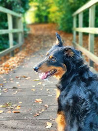 Close-up of dog looking away