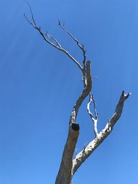 Low angle view of bare tree against clear blue sky