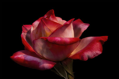 Close-up of pink rose against black background