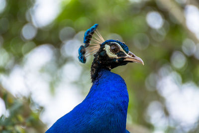 Close-up of peacock