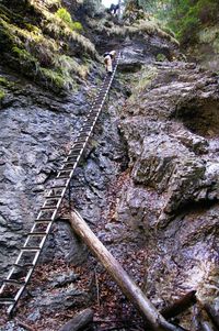 Railroad tracks in forest