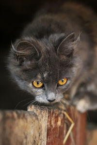 Close-up portrait of a cat