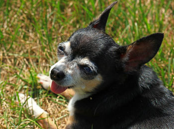 Close-up of dog looking away on field