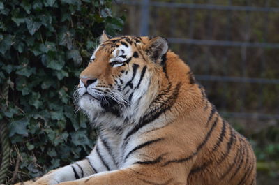 Close-up of a cat looking away