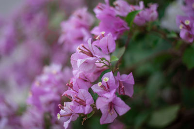 Close-up of pink cherry blossoms