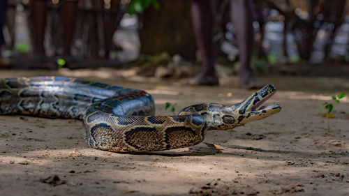 Close up of a python ready to strike