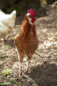 Close-up of rooster on field