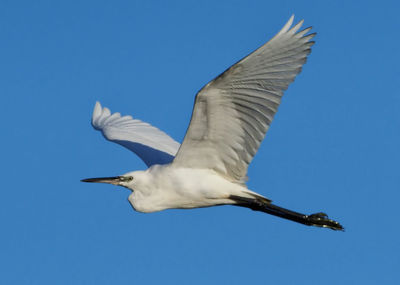 Low angle view of seagull flying in sky