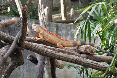 View of lizard on tree