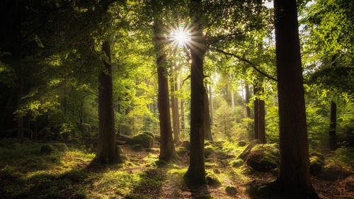 Sunlight streaming through trees in forest