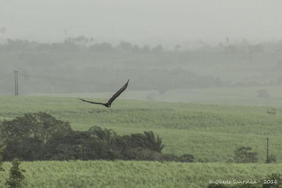 Bird flying over field in foggy weather