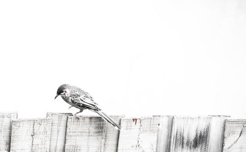 Low angle view of bird perching on wooden post against clear sky