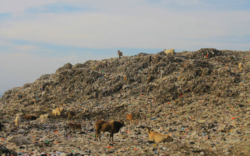 Mountains of plastic waste in piyungan landfill, yogyakarta