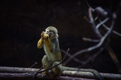Full length of monkey eating while sitting on branch 