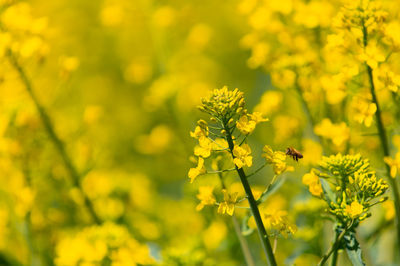 Close-up of yellow flowering plants on field