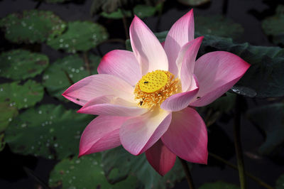 Close-up of pink lotus blooming outdoors