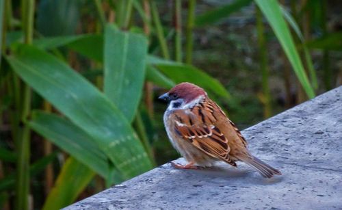 Close-up of bird perching on wood