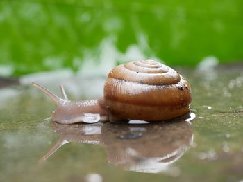 Close-up of snail