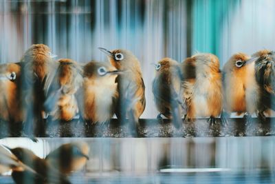 Flock of birds in cage