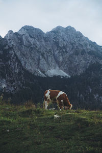 Cow standing on field against mountain