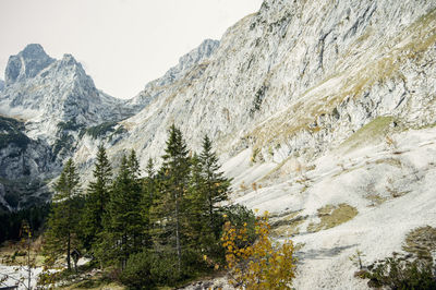 Scenic view of pine trees and mountains against clear sky