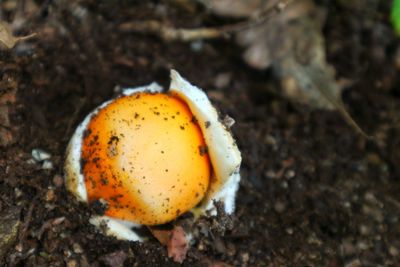Close-up of mushroom growing on field