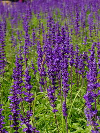 Close-up of lavender flowers growing in field