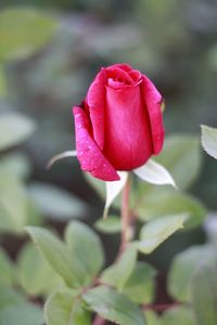 Close-up of flower blooming outdoors