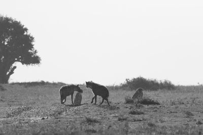 Black and white image of hyenas and cheetahs having a confrontation 