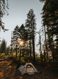 Sun shining through trees in forest