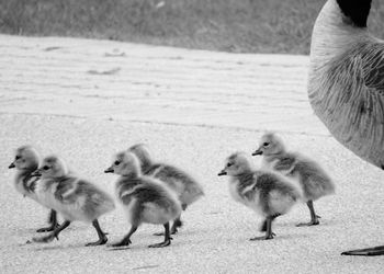 Canada goose with goslings